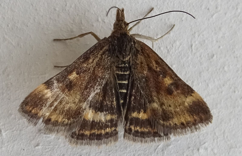 Pyrausta despicata - Crambidae